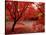 Japanese Maples in Autumn-Ernie Janes-Stretched Canvas