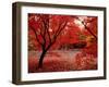 Japanese Maples in Autumn-Ernie Janes-Framed Photographic Print