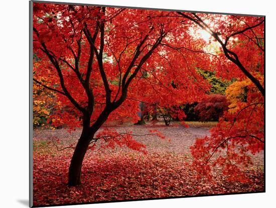 Japanese Maples in Autumn-Ernie Janes-Mounted Photographic Print