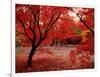 Japanese Maples in Autumn-Ernie Janes-Framed Photographic Print