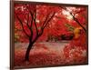 Japanese Maples in Autumn-Ernie Janes-Framed Photographic Print