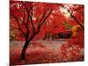 Japanese Maples in Autumn-Ernie Janes-Mounted Photographic Print