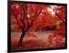 Japanese Maples in Autumn-Ernie Janes-Framed Photographic Print