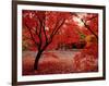 Japanese Maples in Autumn-Ernie Janes-Framed Photographic Print