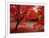 Japanese Maples in Autumn-Ernie Janes-Framed Photographic Print