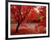 Japanese Maples in Autumn-Ernie Janes-Framed Photographic Print