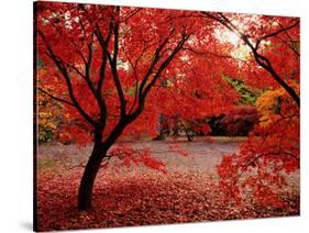 Japanese Maples in Autumn-Ernie Janes-Stretched Canvas