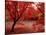 Japanese Maples in Autumn-Ernie Janes-Stretched Canvas