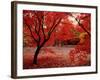 Japanese Maples in Autumn-Ernie Janes-Framed Photographic Print