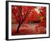 Japanese Maples in Autumn-Ernie Janes-Framed Photographic Print