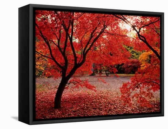 Japanese Maples in Autumn-Ernie Janes-Framed Stretched Canvas