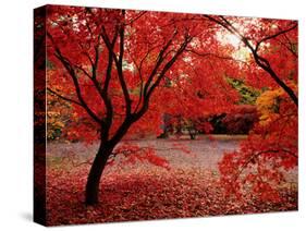 Japanese Maples in Autumn-Ernie Janes-Stretched Canvas