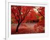 Japanese Maples in Autumn-Ernie Janes-Framed Photographic Print