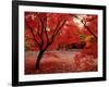 Japanese Maples in Autumn-Ernie Janes-Framed Photographic Print