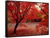 Japanese Maples in Autumn-Ernie Janes-Framed Stretched Canvas