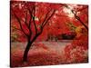 Japanese Maples in Autumn-Ernie Janes-Stretched Canvas