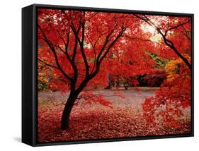 Japanese Maples in Autumn-Ernie Janes-Framed Stretched Canvas
