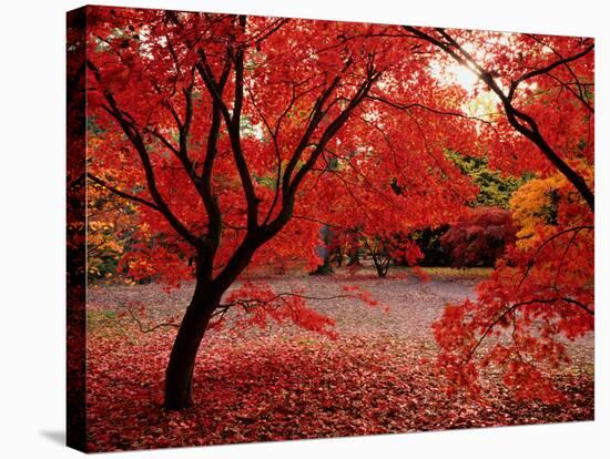 Japanese Maples in Autumn-Ernie Janes-Stretched Canvas