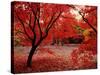 Japanese Maples in Autumn-Ernie Janes-Stretched Canvas