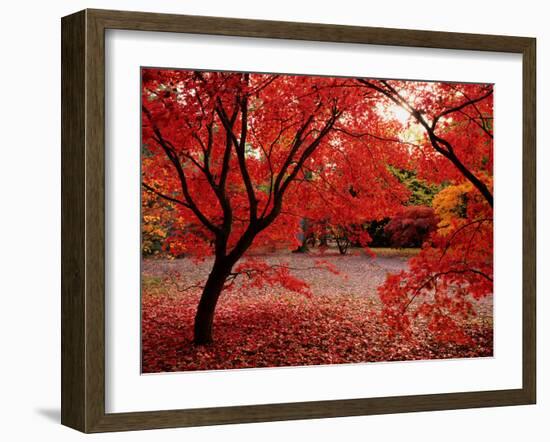 Japanese Maples in Autumn-Ernie Janes-Framed Premium Photographic Print