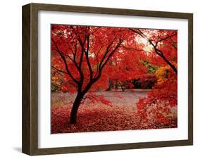 Japanese Maples in Autumn-Ernie Janes-Framed Premium Photographic Print