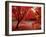 Japanese Maples in Autumn-Ernie Janes-Framed Premium Photographic Print