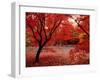 Japanese Maples in Autumn-Ernie Janes-Framed Premium Photographic Print