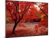 Japanese Maples in Autumn-Ernie Janes-Mounted Premium Photographic Print