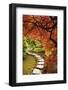 Japanese Maples in the fall, British Columbia, Canada-Stuart Westmorland-Framed Photographic Print