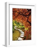 Japanese Maples in the fall, British Columbia, Canada-Stuart Westmorland-Framed Photographic Print