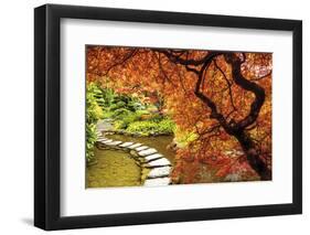 Japanese Maples in the fall, British Columbia, Canada-Stuart Westmorland-Framed Photographic Print