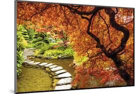 Japanese Maples in the fall, British Columbia, Canada-Stuart Westmorland-Mounted Photographic Print