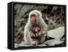 Japanese Monkey and Her Baby-null-Framed Stretched Canvas