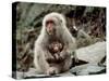 Japanese Monkey and Her Baby-null-Stretched Canvas