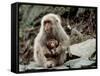 Japanese Monkey and Her Baby-null-Framed Stretched Canvas