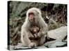 Japanese Monkey and Her Baby-null-Stretched Canvas