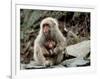 Japanese Monkey and Her Baby-null-Framed Photographic Print