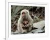 Japanese Monkey and Her Baby-null-Framed Photographic Print