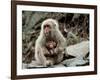 Japanese Monkey and Her Baby-null-Framed Photographic Print