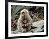 Japanese Monkey and Her Baby-null-Framed Photographic Print