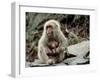 Japanese Monkey and Her Baby-null-Framed Photographic Print