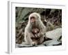 Japanese Monkey and Her Baby-null-Framed Photographic Print