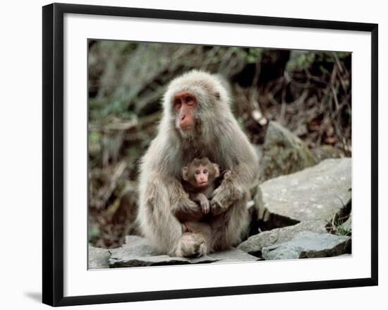 Japanese Monkey and Her Baby-null-Framed Photographic Print