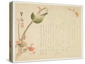 Japanese Nightingale Perched on a Branch-Suit?-Stretched Canvas