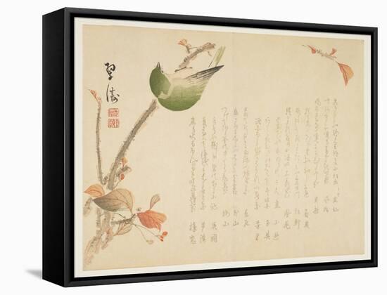 Japanese Nightingale Perched on a Branch-Suit?-Framed Stretched Canvas