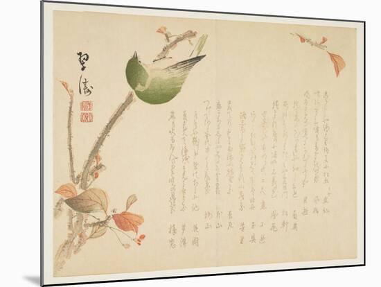 Japanese Nightingale Perched on a Branch-Suit?-Mounted Giclee Print