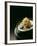 Japanese Noodle Soup (Miso Udon) with Fried Ginger-Frank Wieder-Framed Photographic Print