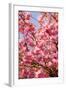 Japanese Ornamental Cherry, Branches, Blossoms, Detail, Outside, Tree, Sky, Blue, Sunny, Spring-Nora Frei-Framed Photographic Print