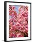 Japanese Ornamental Cherry, Branches, Blossoms, Detail, Outside, Tree, Sky, Blue, Sunny, Spring-Nora Frei-Framed Photographic Print