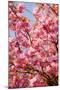 Japanese Ornamental Cherry, Branches, Blossoms, Detail, Outside, Tree, Sky, Blue, Sunny, Spring-Nora Frei-Mounted Photographic Print